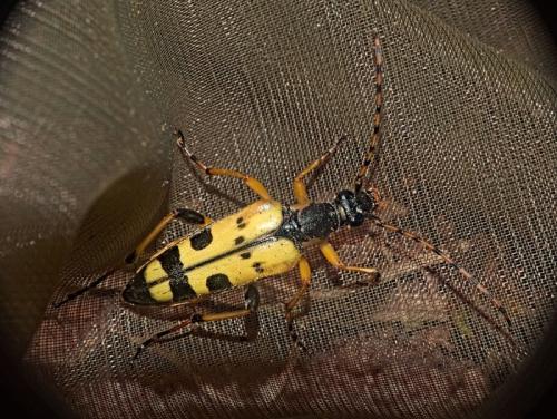 Rutpela maculata